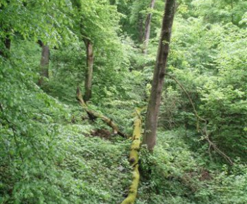 Príroda / Národná prírodná rezervácia Jasovské dubiny - foto