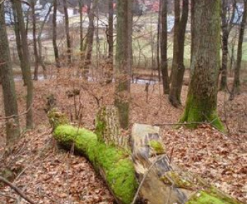 Príroda / Národná prírodná rezervácia Jasovské dubiny - foto