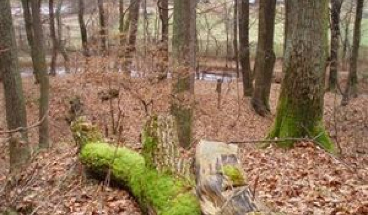 2. fotografia fotogalérie Príroda / Národná prírodná rezervácia Jasovské dubiny - foto